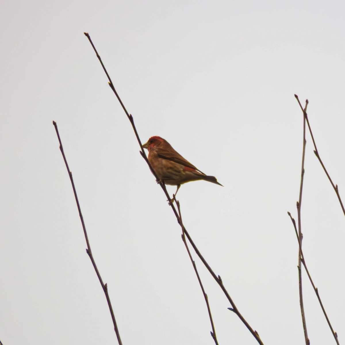 Purple Finch - ML647715048
