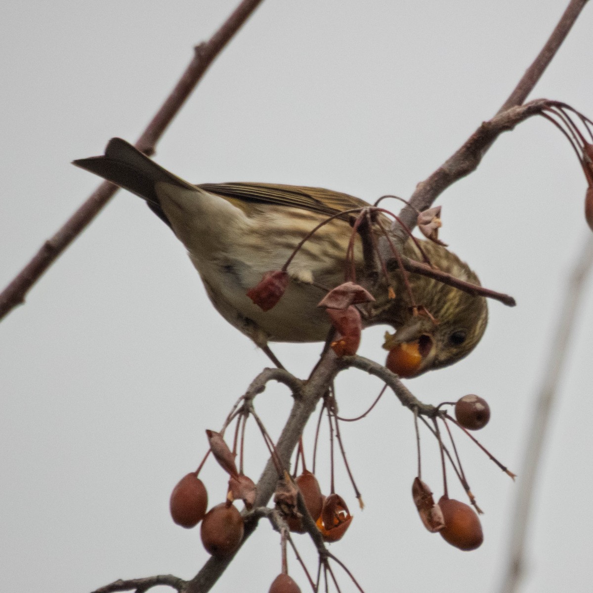 Purple Finch - ML647715049