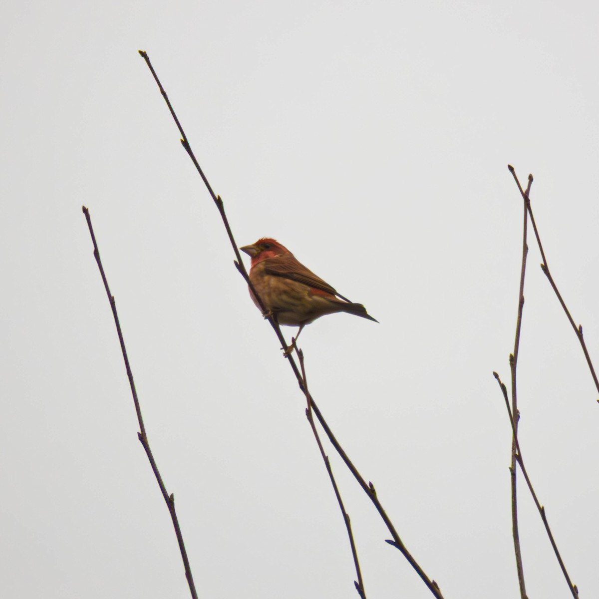 Purple Finch - ML647715050