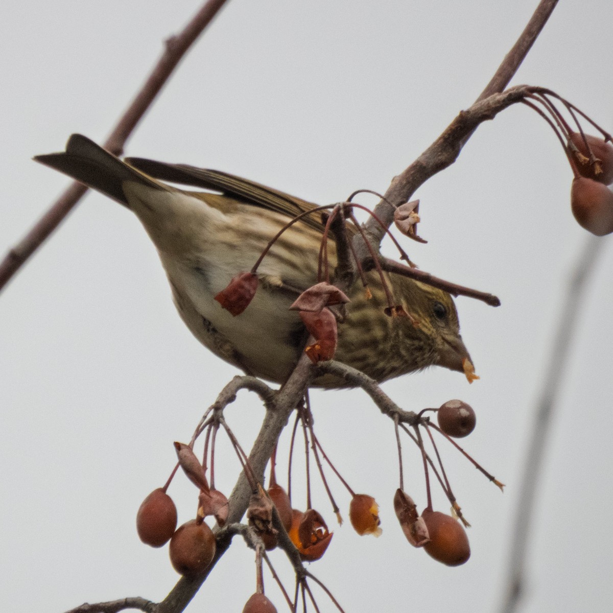Purple Finch - ML647715051