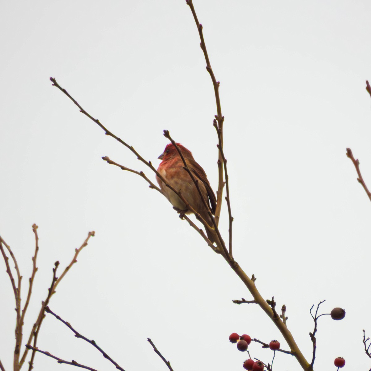 Purple Finch - ML647715052