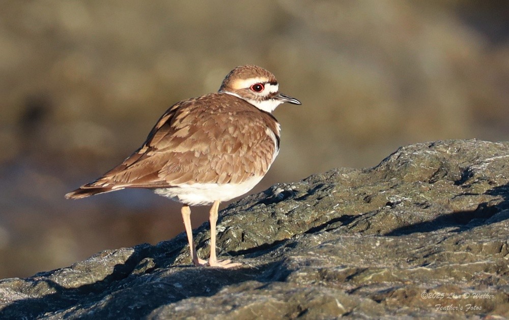 Pluvier kildir - ML647715065