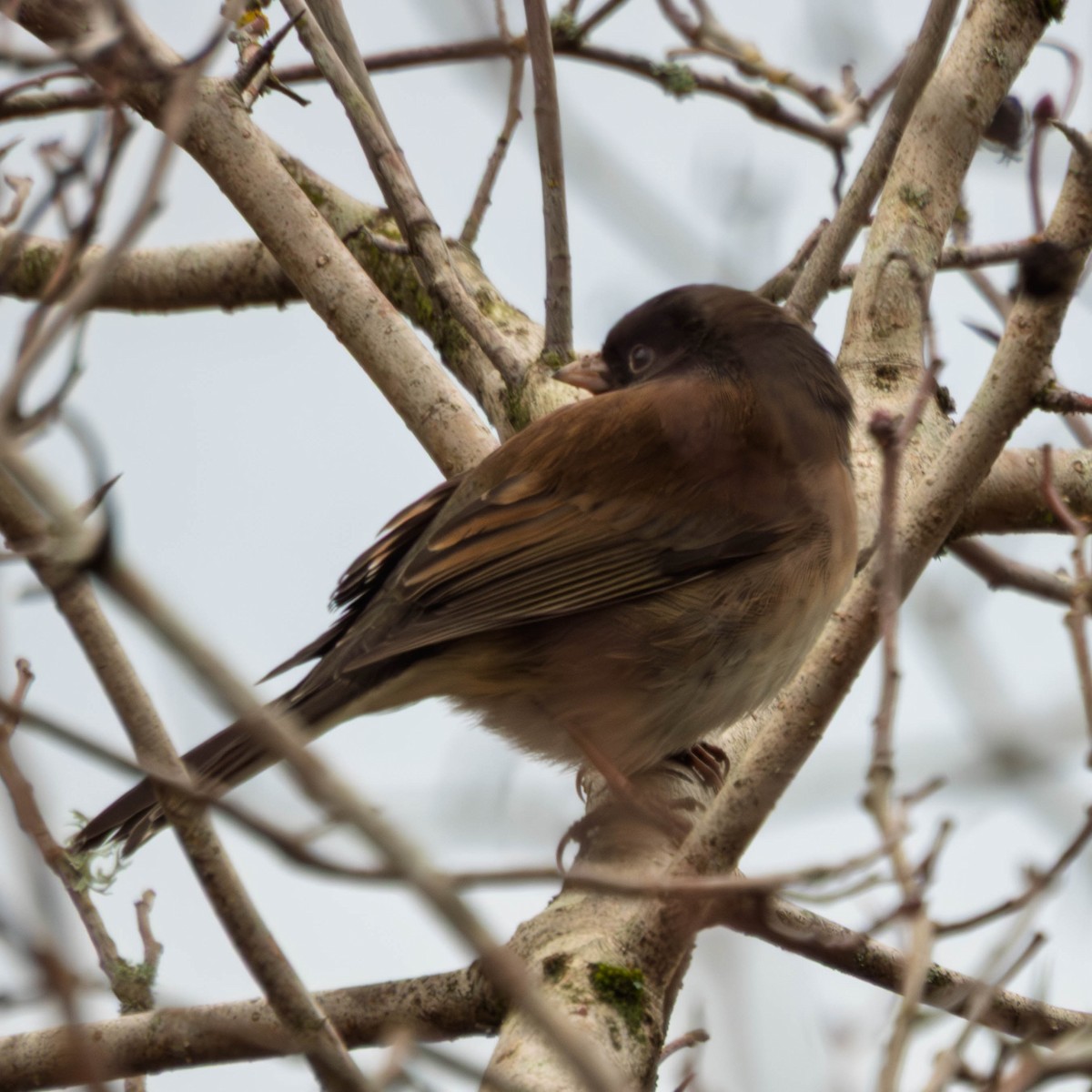Dark-eyed Junco - ML647715085