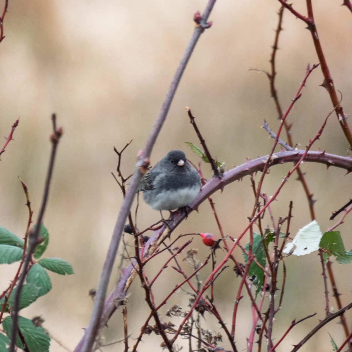 Dark-eyed Junco - ML647715087