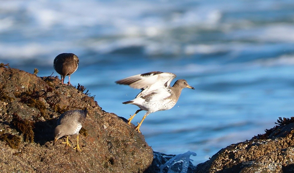 Bécasseau du ressac - ML647715102