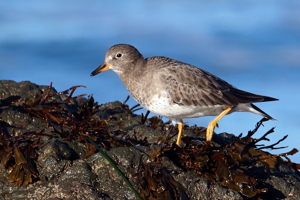 Bécasseau du ressac - ML647715103