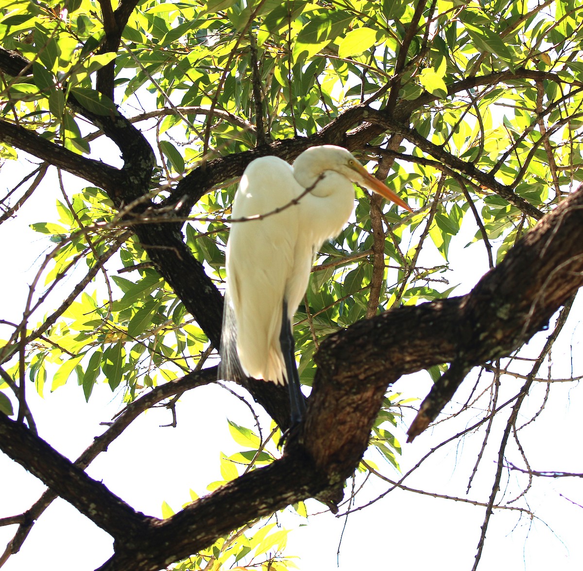Great Egret - ML647715109