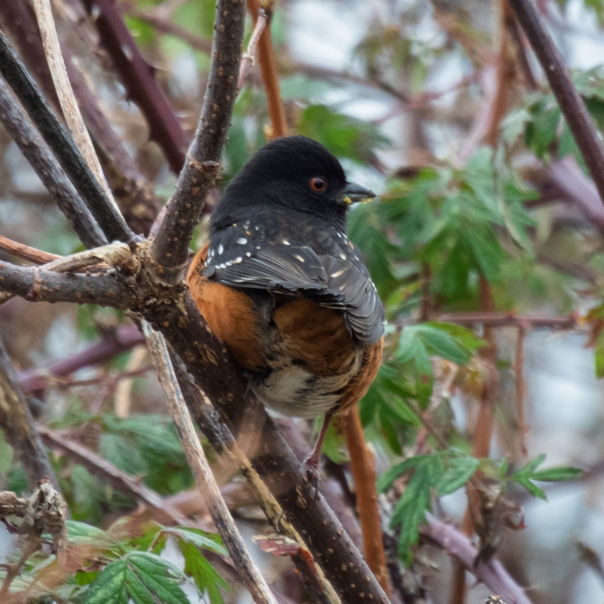Spotted Towhee - ML647715113