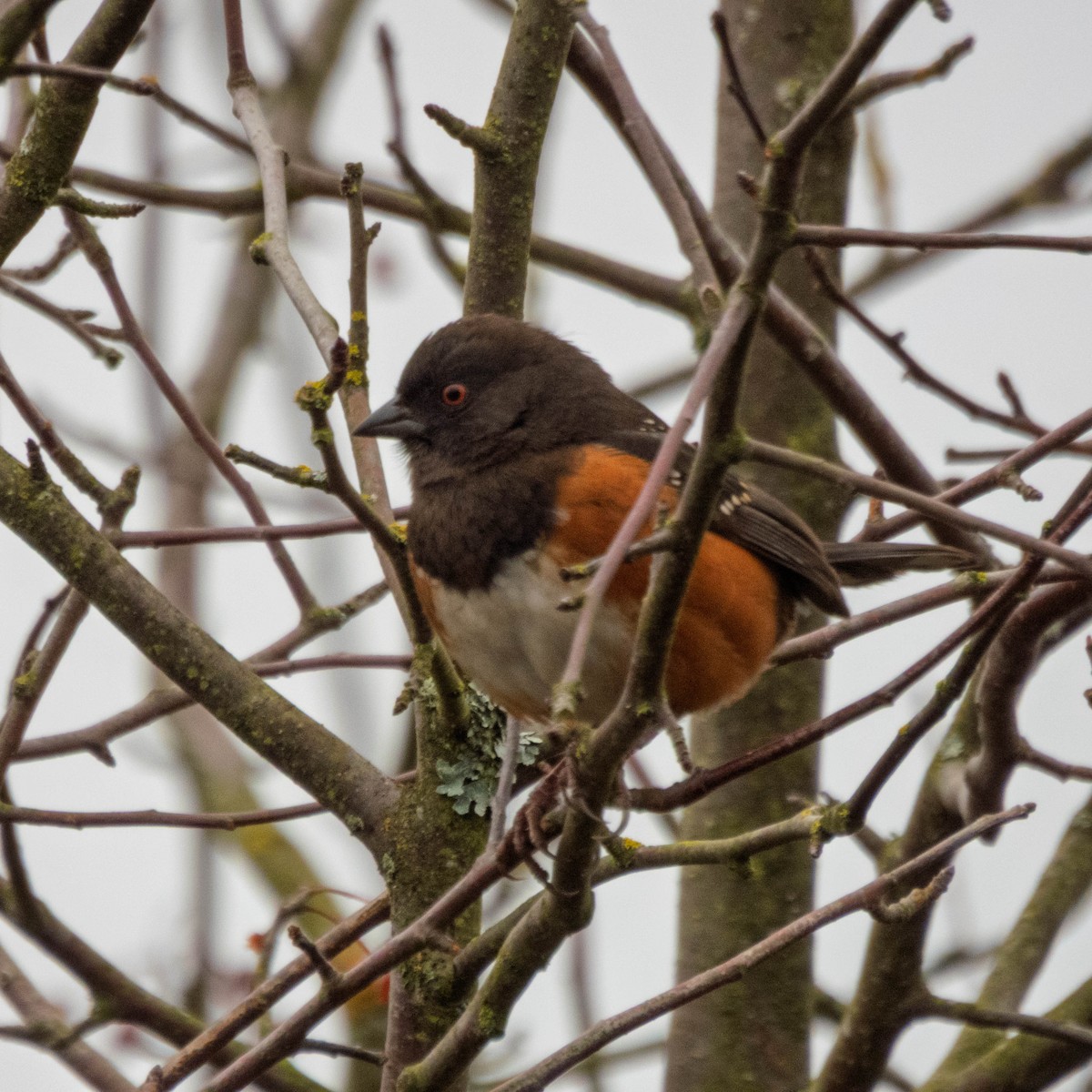 Spotted Towhee - ML647715114