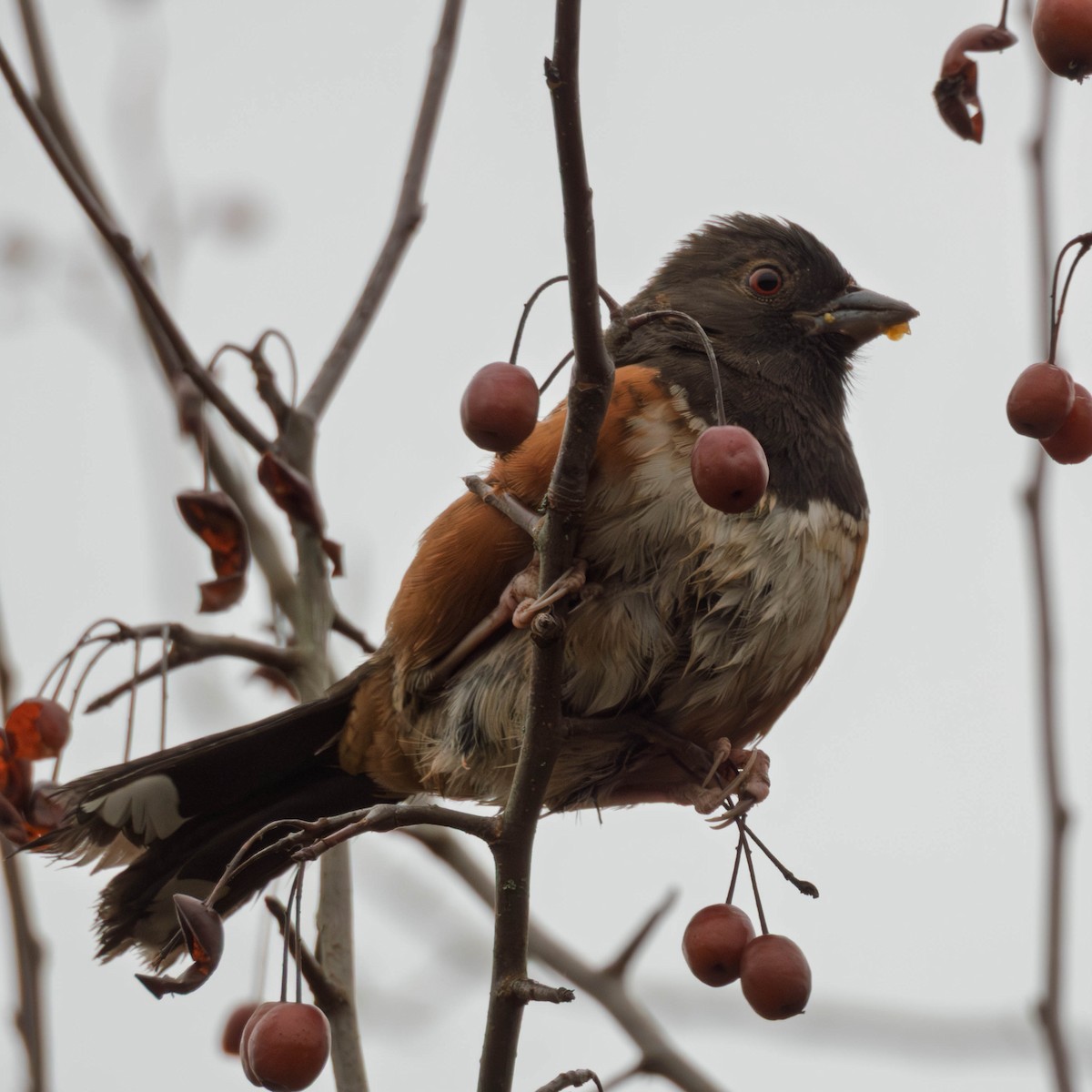Spotted Towhee - ML647715115