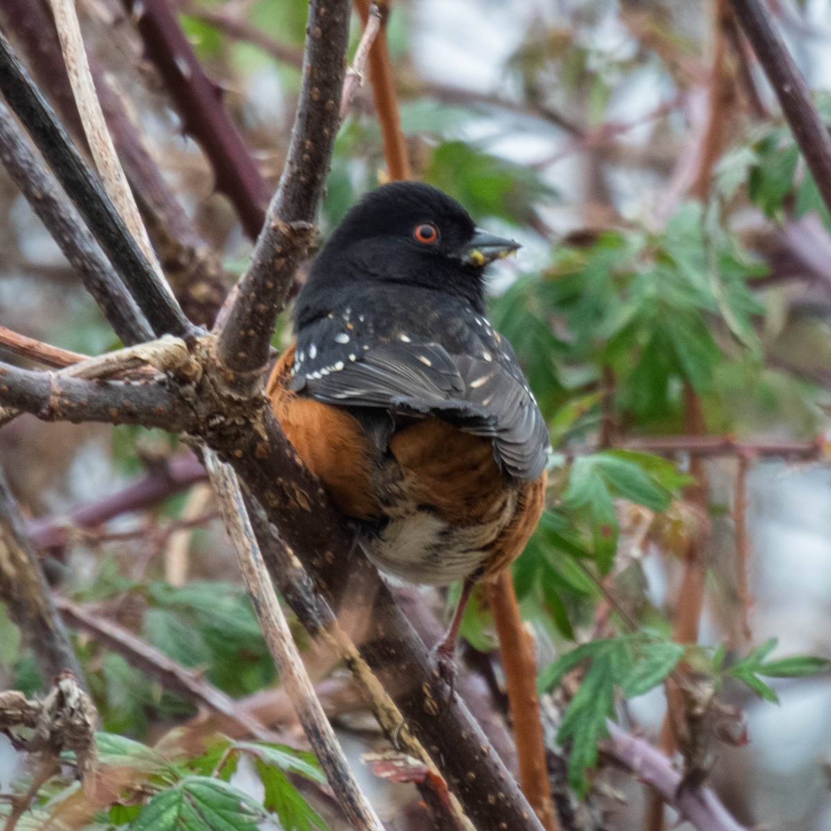 Spotted Towhee - ML647715116