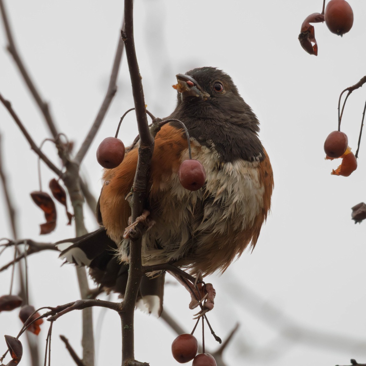 Spotted Towhee - ML647715117