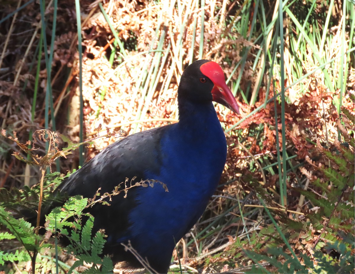Australasian Swamphen - ML647715145