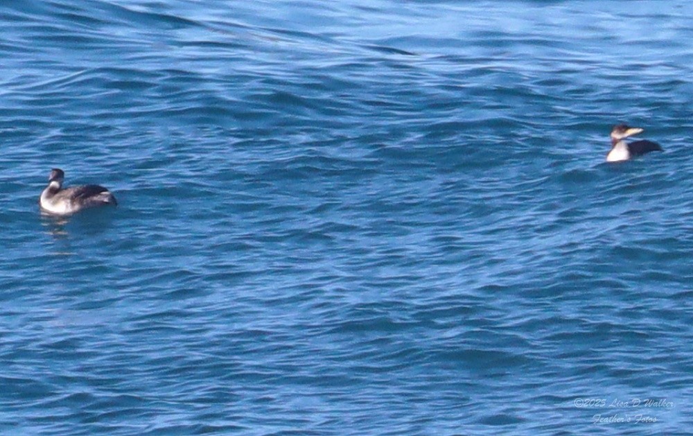 Grèbe jougris - ML647715152