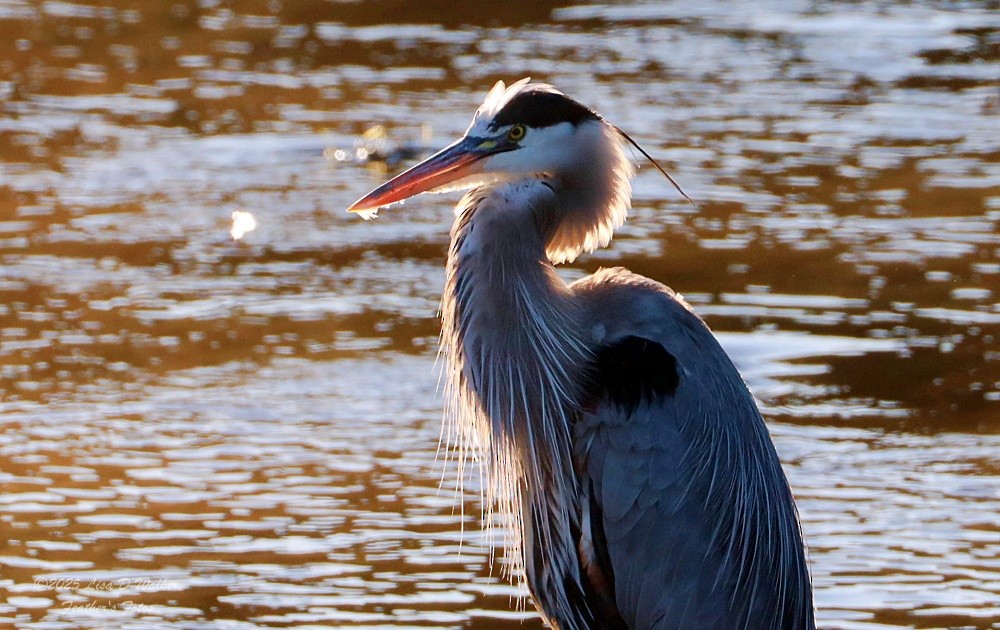 Grand Héron - ML647715182