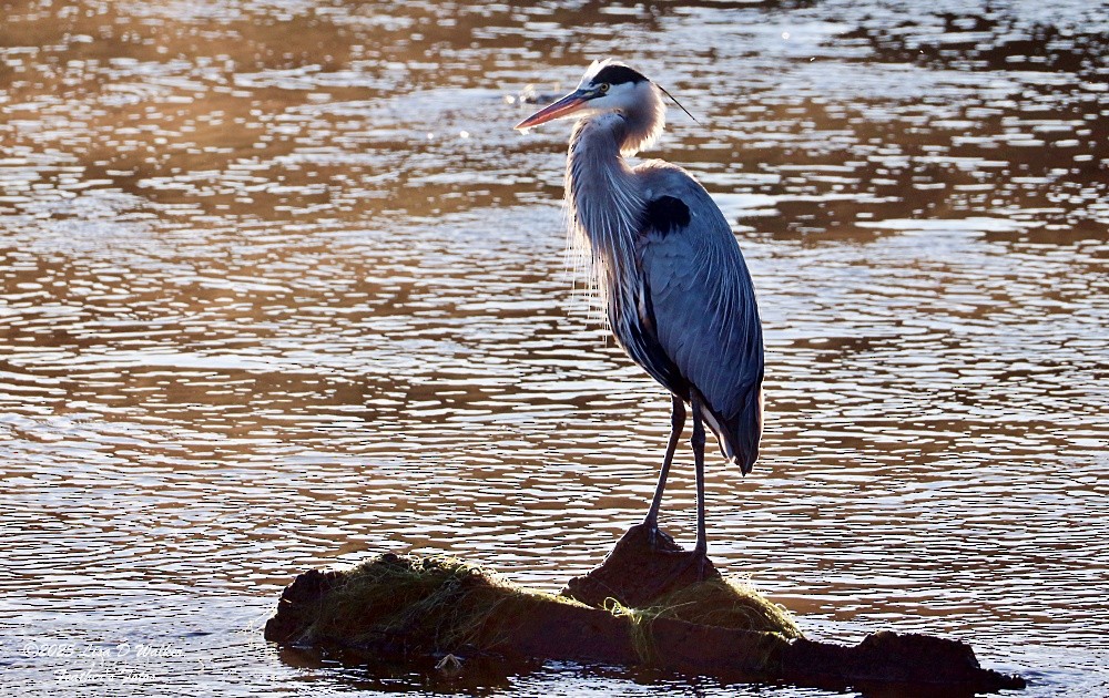 Grand Héron - ML647715183