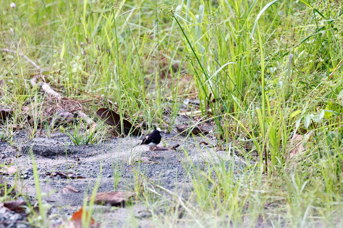 White-crowned Forktail - ML647715186