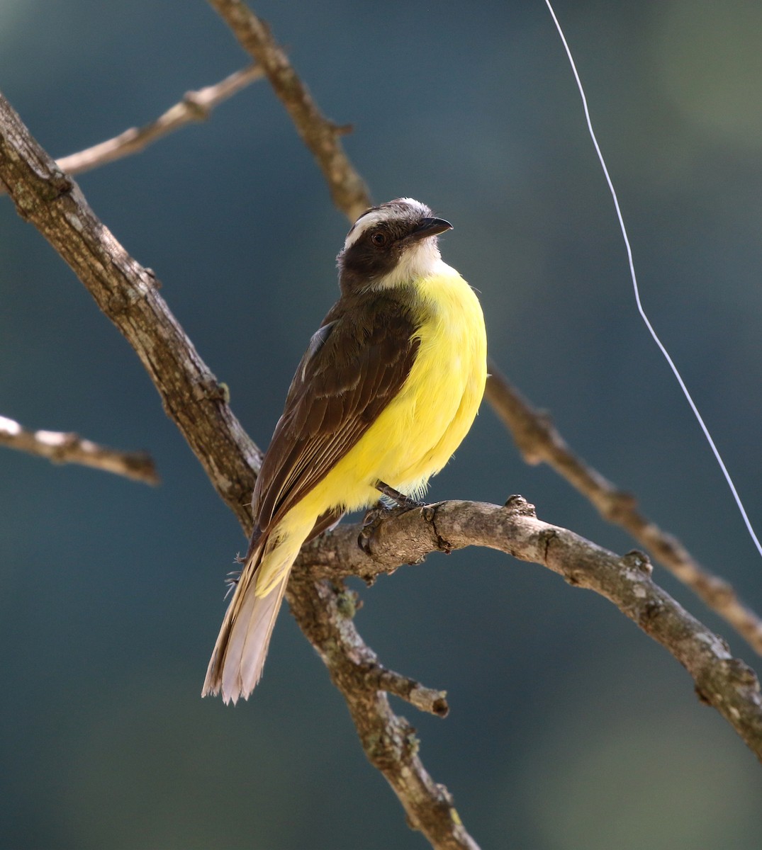 Rotscheitel-Maskentyrann - ML647715188