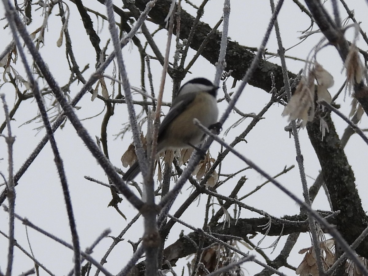 Black-capped Chickadee - ML647715191