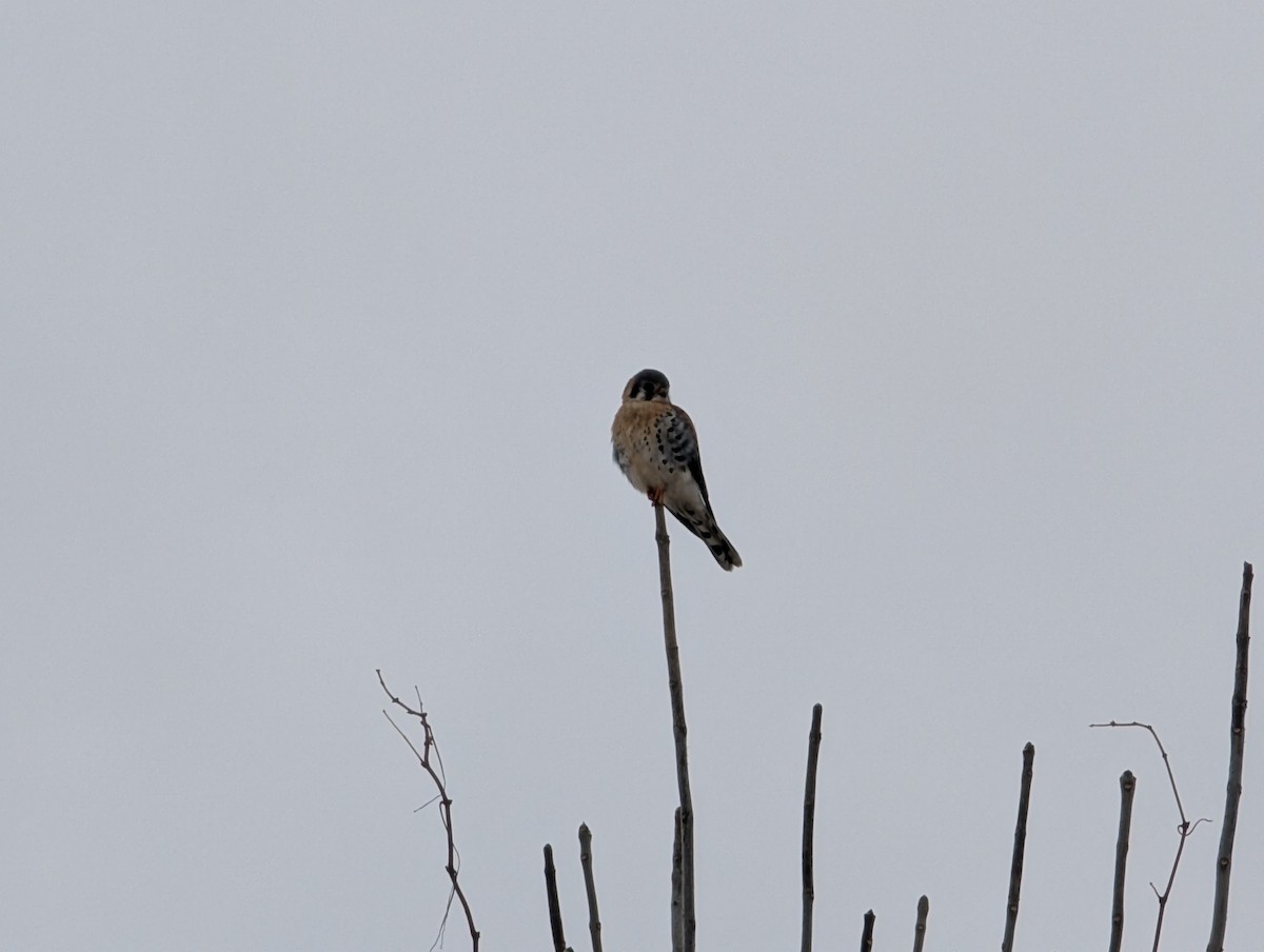 American Kestrel - ML647715194