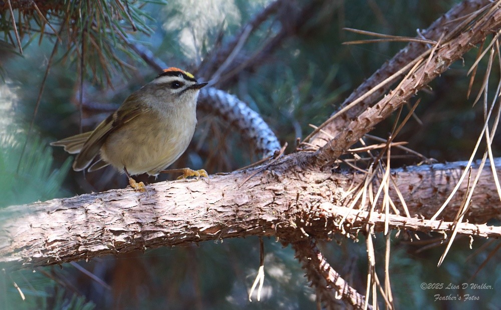 Roitelet à couronne dorée - ML647715199