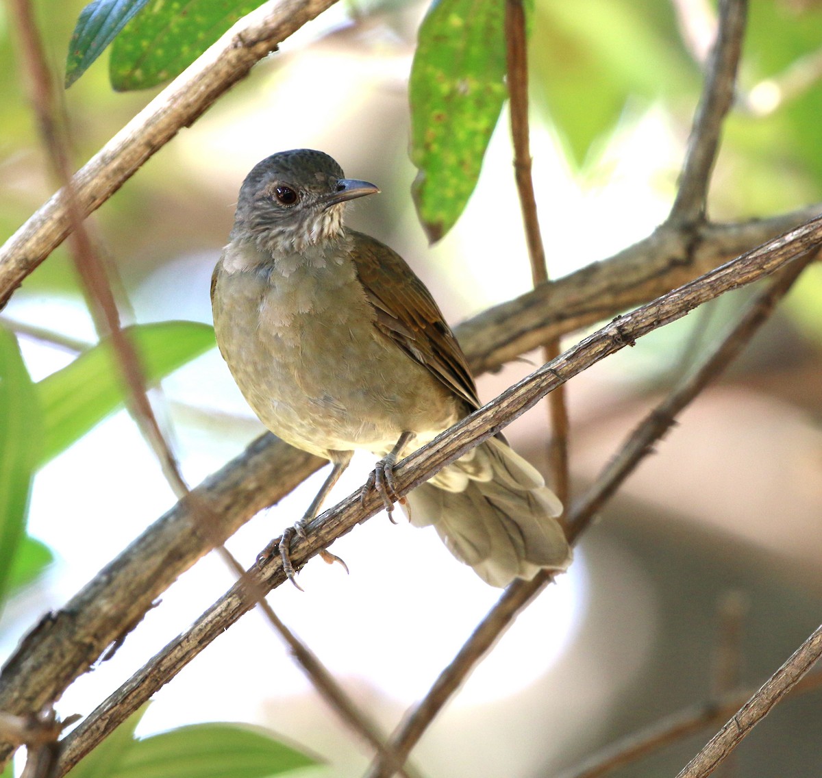 Pale-breasted Thrush - ML647715200