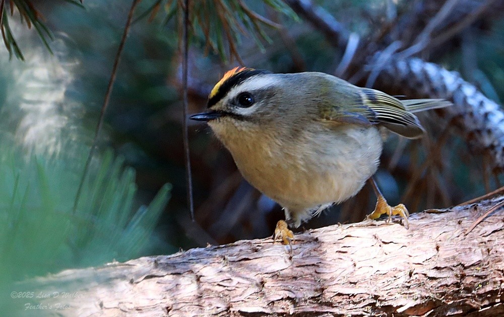 Roitelet à couronne dorée - ML647715201