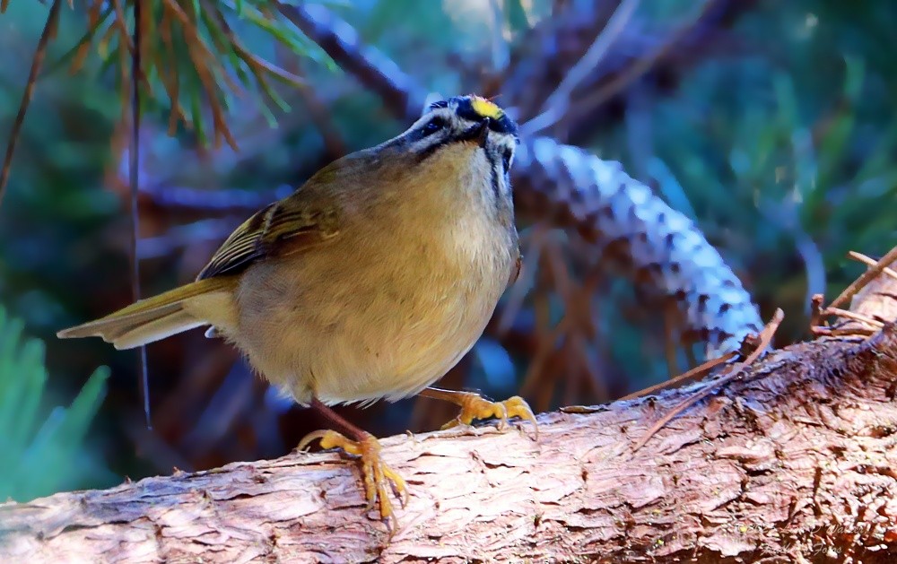 Roitelet à couronne dorée - ML647715202
