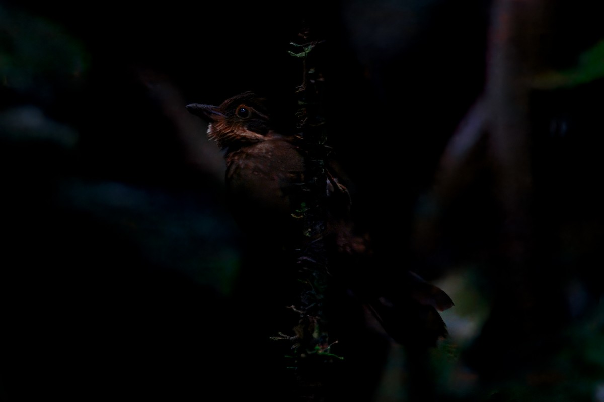 Fawn-throated Foliage-gleaner - ML647715207