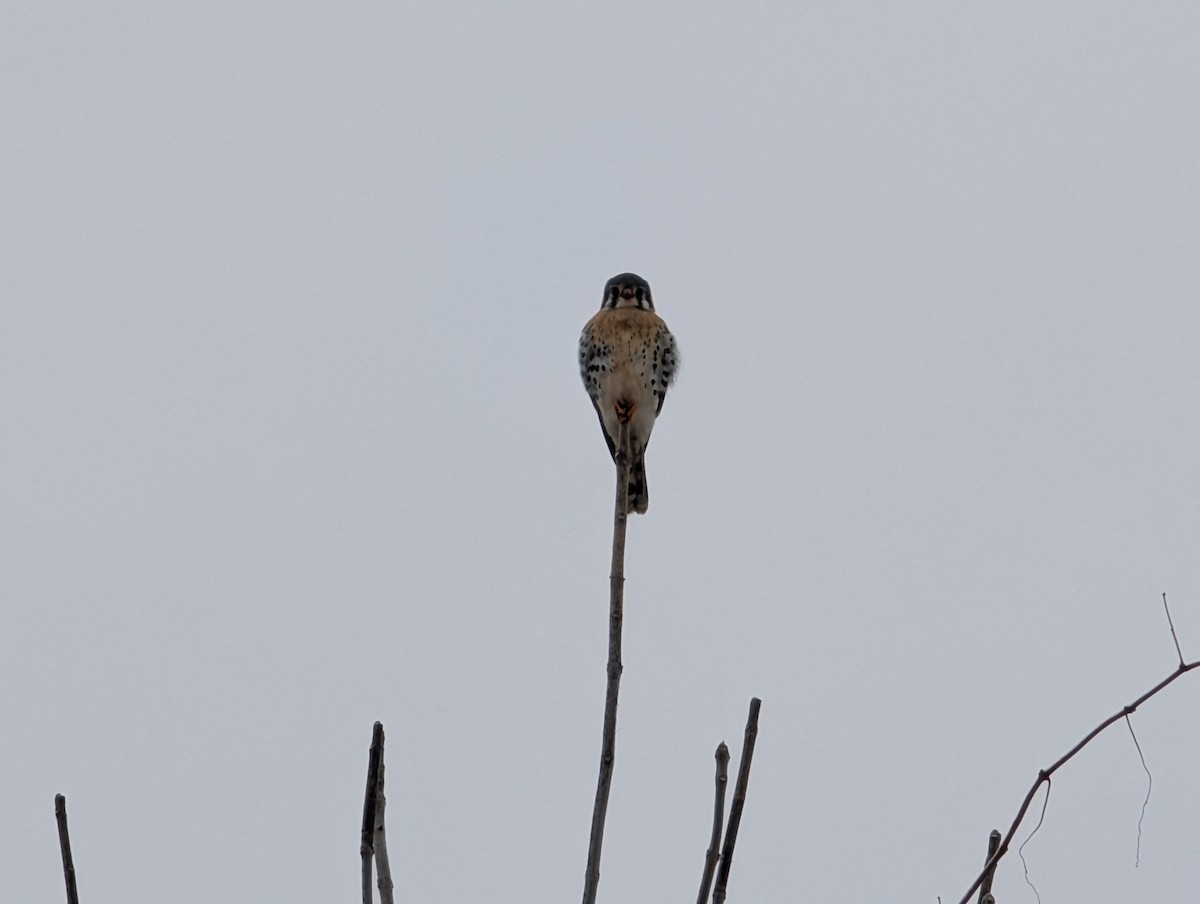 American Kestrel - ML647715210