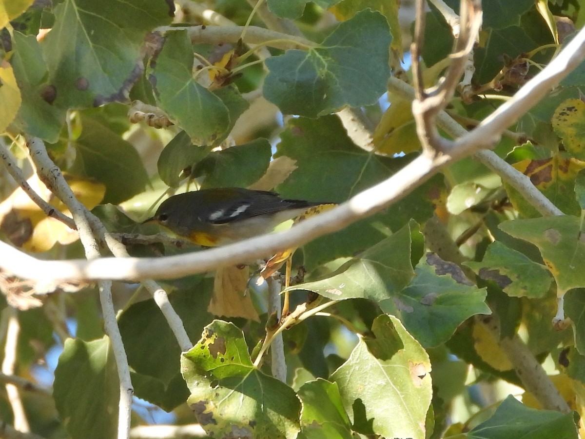 Northern Parula - ML647715219