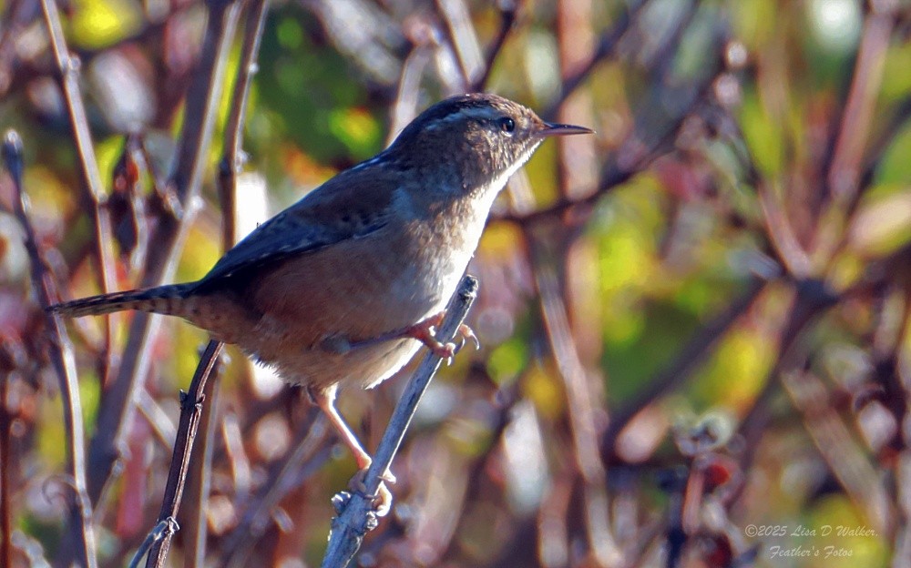 Troglodyte des marais - ML647715226