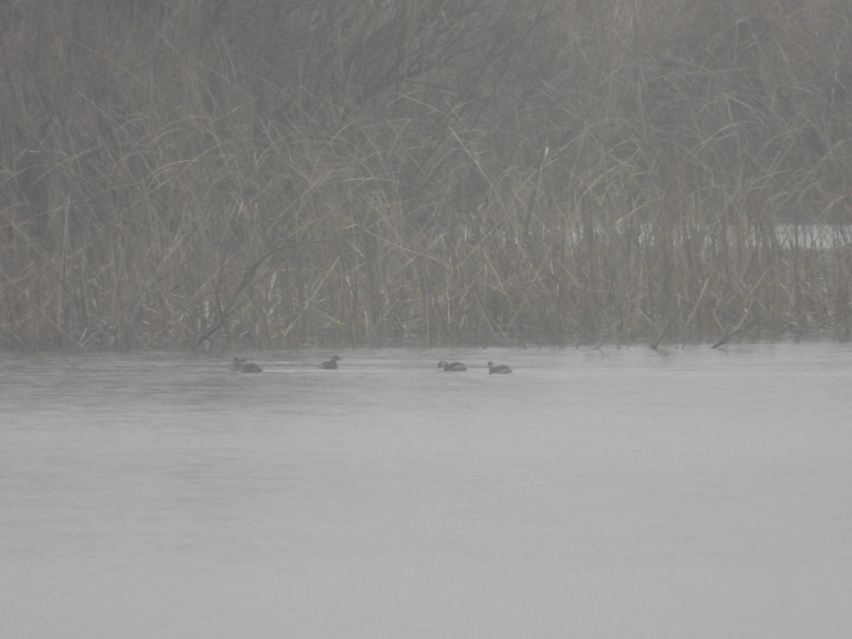 Eared Grebe - ML647715244