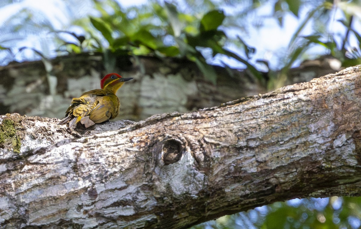 Golden-green Woodpecker - ML647715245