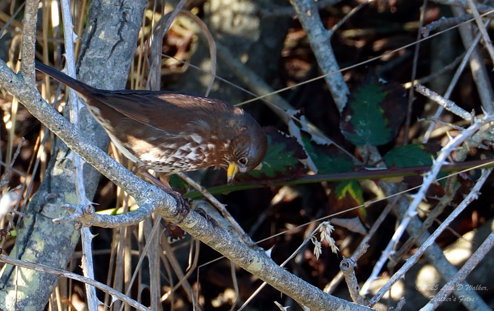 Bruant fauve - ML647715252