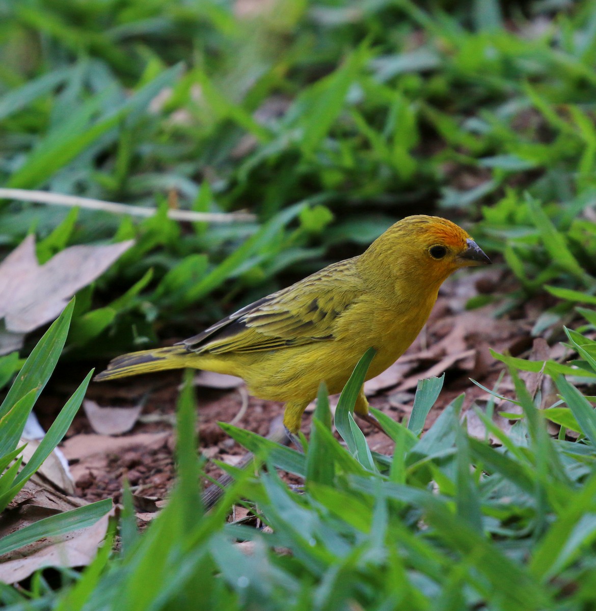 Saffron Finch - ML647715254
