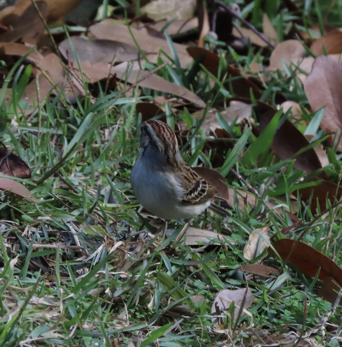 Chipping Sparrow - ML647715255