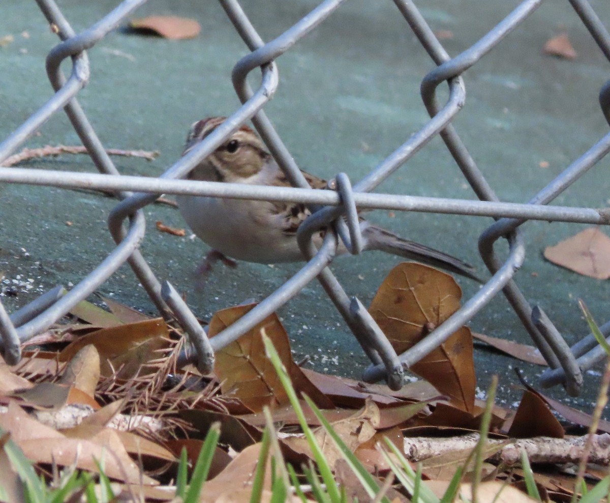 Chipping Sparrow - ML647715256