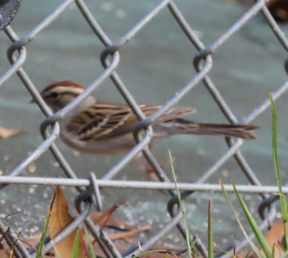 Chipping Sparrow - ML647715257
