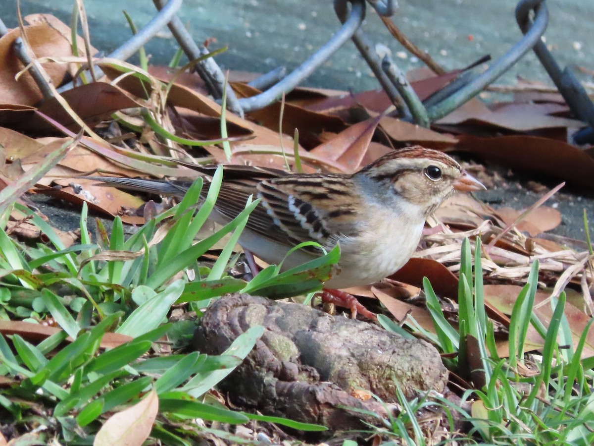 Chipping Sparrow - ML647715258