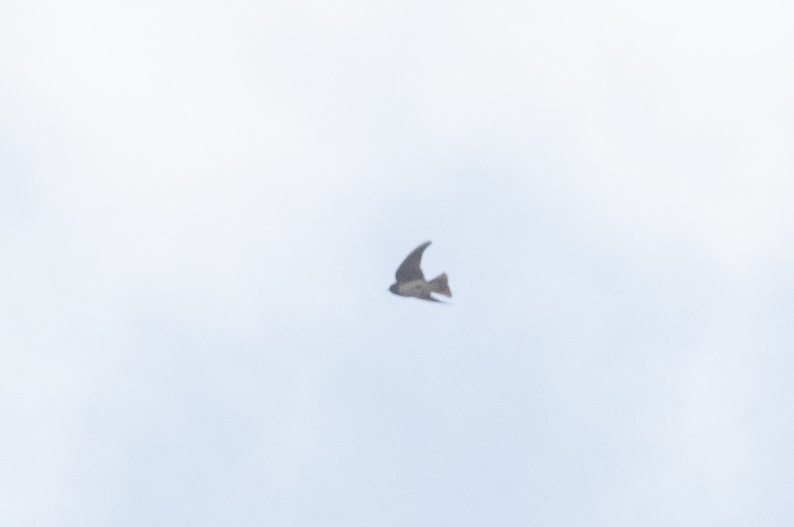 Cliff Swallow - ML647715263