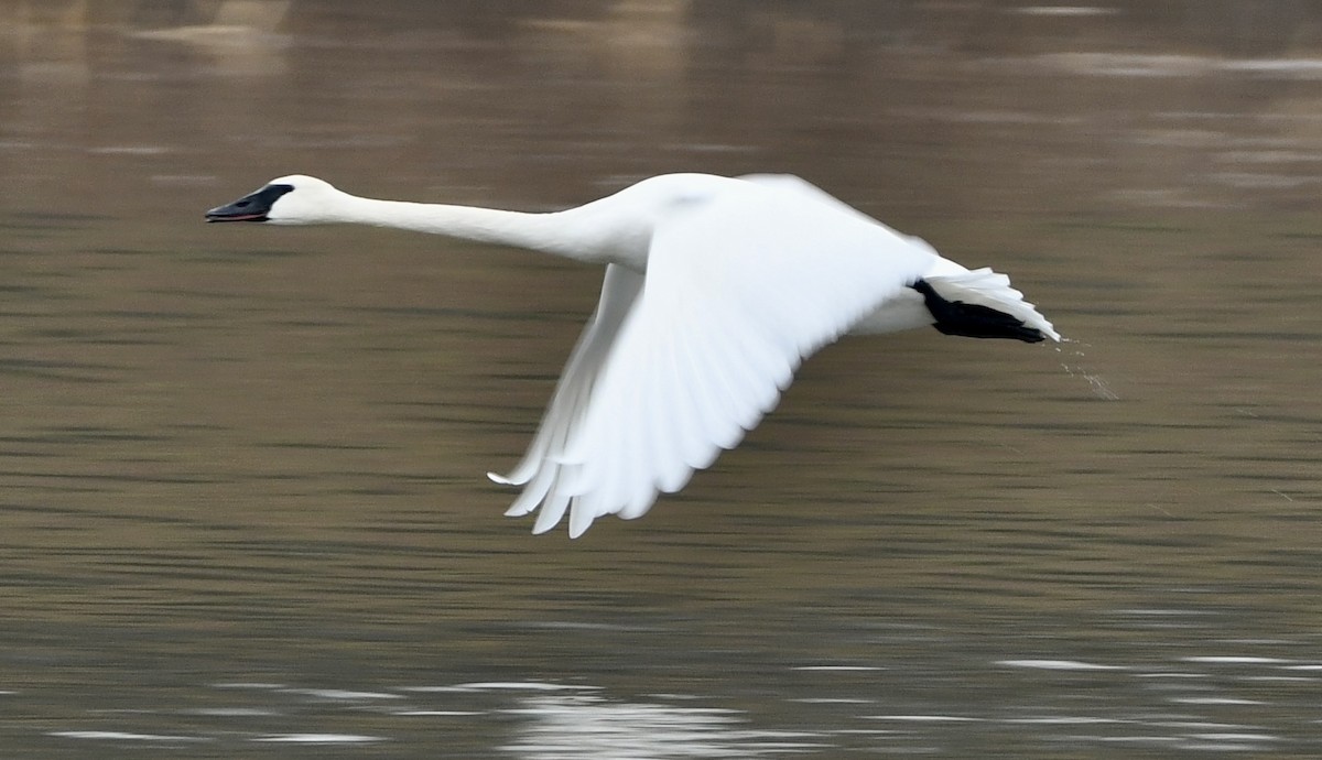 Trumpeter Swan - ML647715264