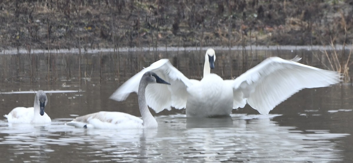Trumpeter Swan - ML647715265