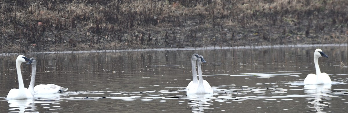 Trumpeter Swan - ML647715266