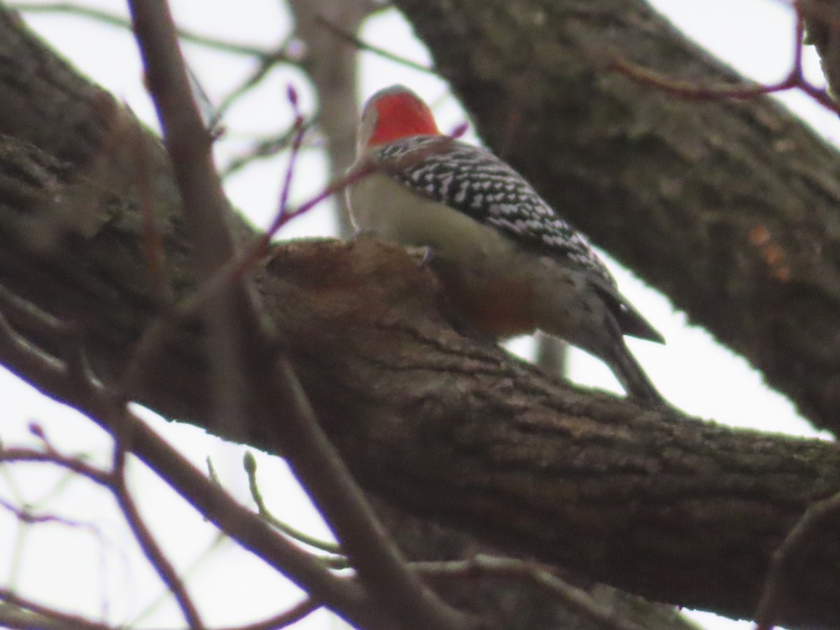 Red-bellied Woodpecker - ML647715271