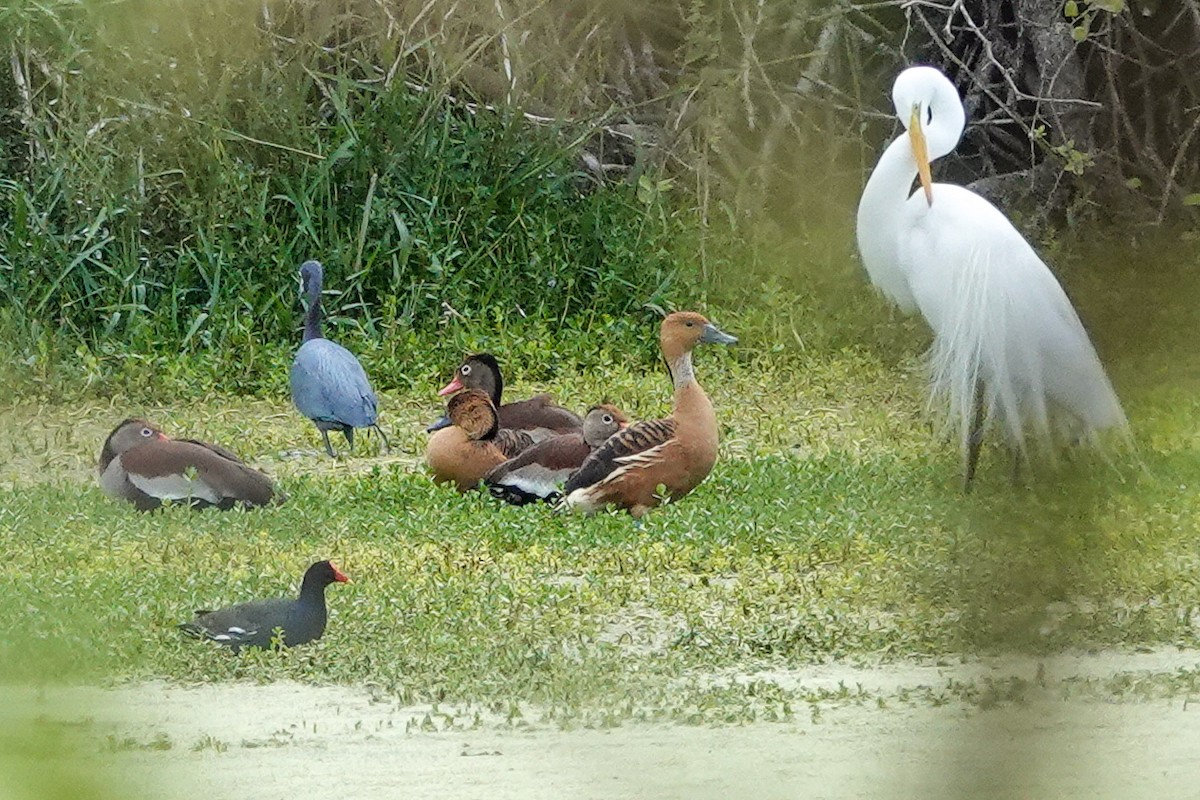 Fulvous Whistling-Duck - ML647715272
