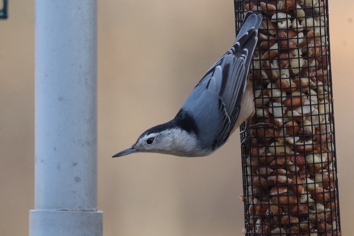 White-breasted Nuthatch (Eastern) - ML647715273