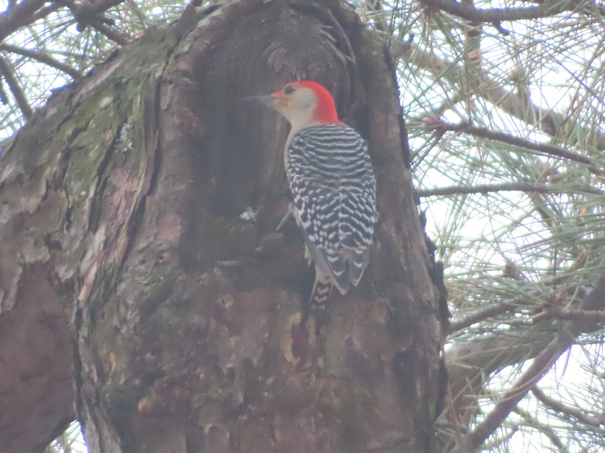 Red-bellied Woodpecker - ML647715276