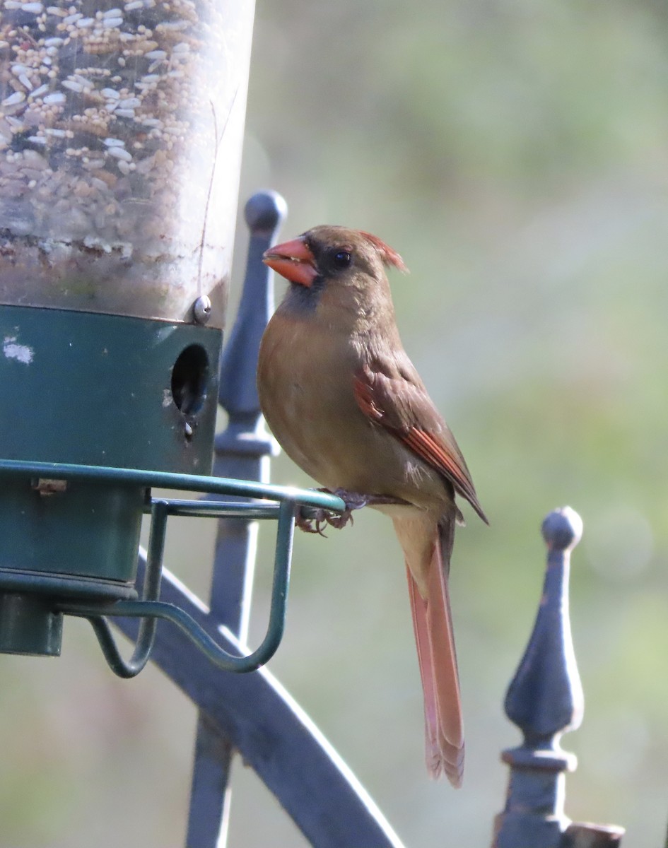 Northern Cardinal - ML647715277