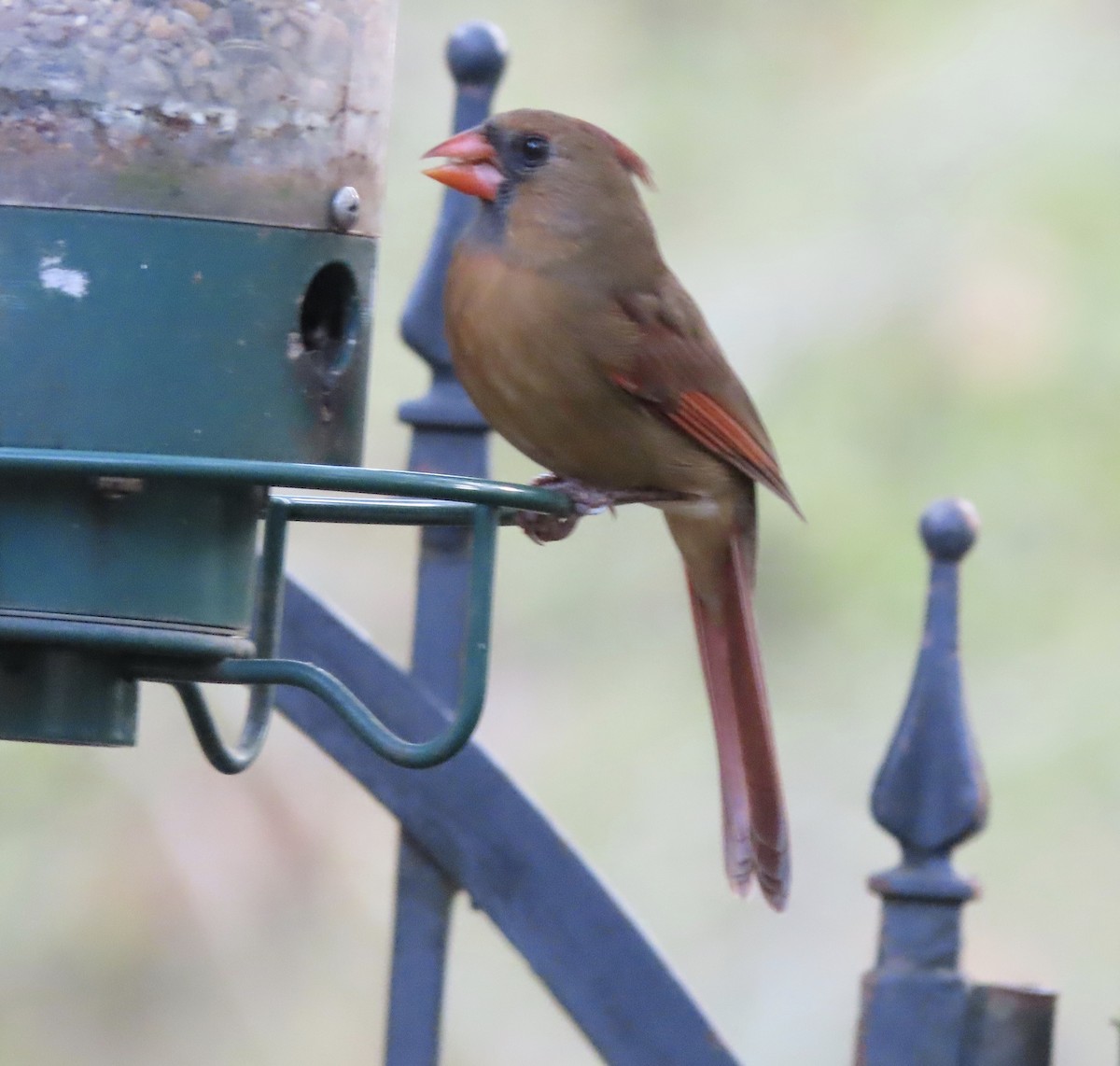 Northern Cardinal - ML647715278